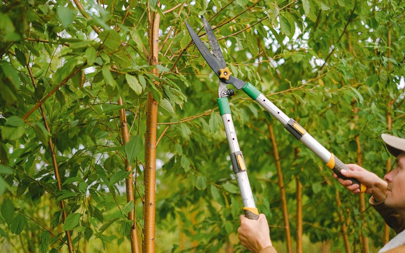 Tree trimming in Leigh, NE